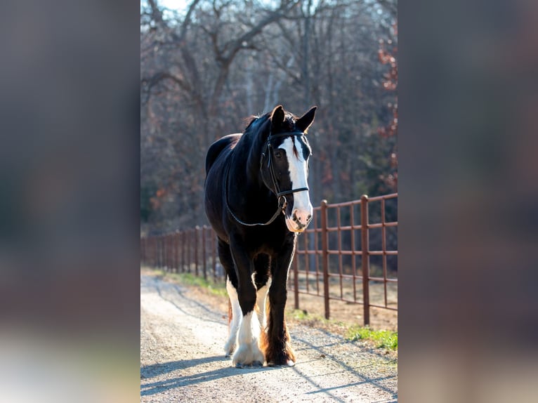 Shire / Shire Horse Giumenta 11 Anni 173 cm Morello in Morriston, FL