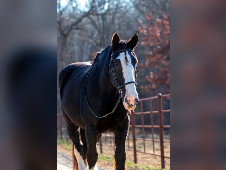 Shire / Shire Horse Giumenta 11 Anni 173 cm Morello in Morriston, FL