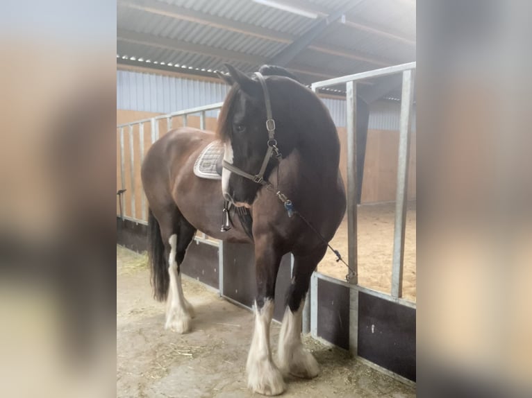 Shire / Shire Horse Giumenta 11 Anni 185 cm Morello in Thorsø