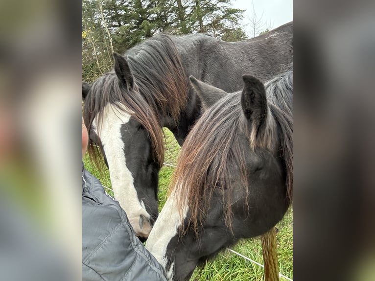 Shire / Shire Horse Giumenta 11 Anni 185 cm Morello in Thorsø