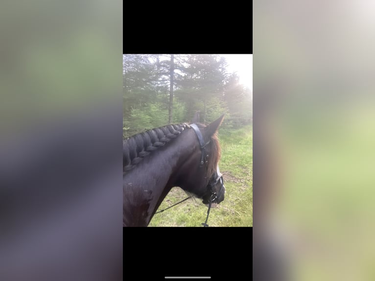 Shire / Shire Horse Giumenta 11 Anni 185 cm Morello in Thorsø