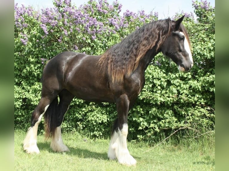 Shire / Shire Horse Giumenta 11 Anni 185 cm Morello in Thorsø