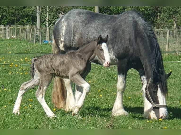 Shire / Shire Horse Giumenta 14 Anni 178 cm Morello in Sint-Annaland