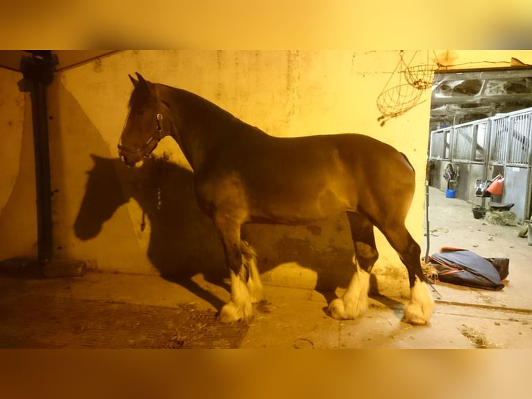 Shire / Shire Horse Giumenta 14 Anni 180 cm Baio ciliegia in essex