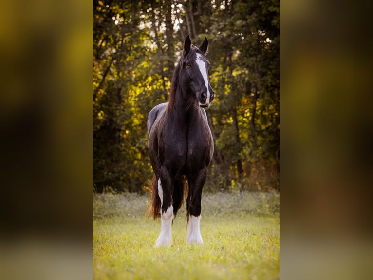 Shire / Shire Horse Giumenta 16 Anni 188 cm Morello in München