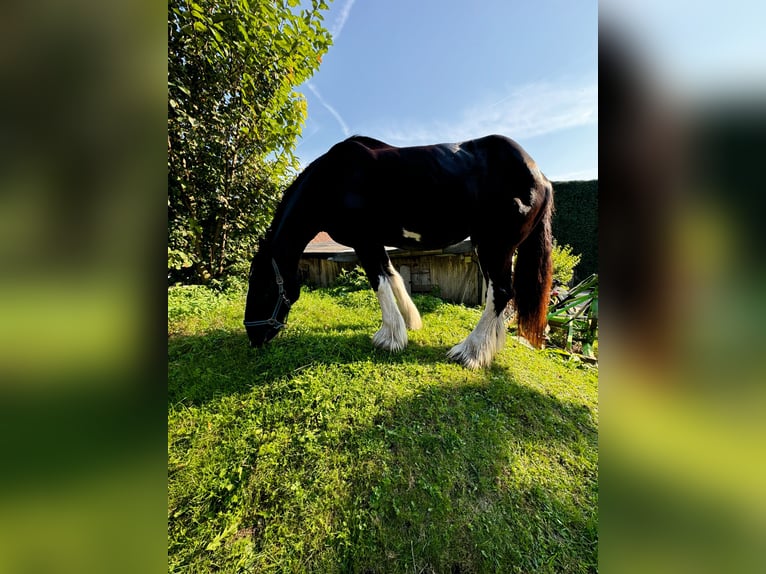 Shire / Shire Horse Giumenta 16 Anni 188 cm Morello in München