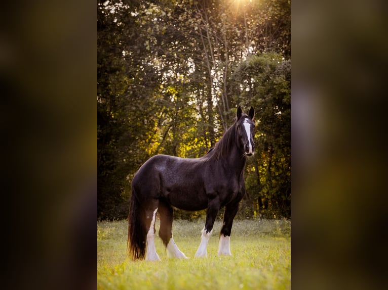 Shire / Shire Horse Giumenta 16 Anni 188 cm Morello in München