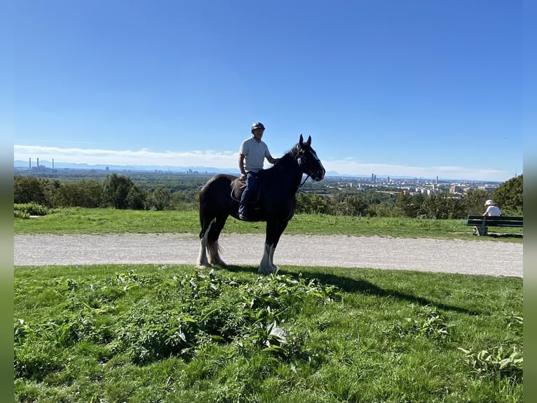 Shire / Shire Horse Giumenta 16 Anni 188 cm Morello in München