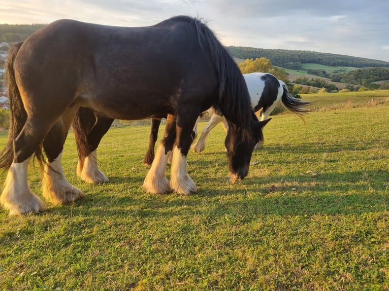 Shire / Shire Horse Giumenta 17 Anni 183 cm Baio scuro in Morschen