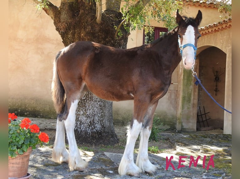 Shire / Shire Horse Giumenta 1 Anno 145 cm Morello in Yecla De Yeltes