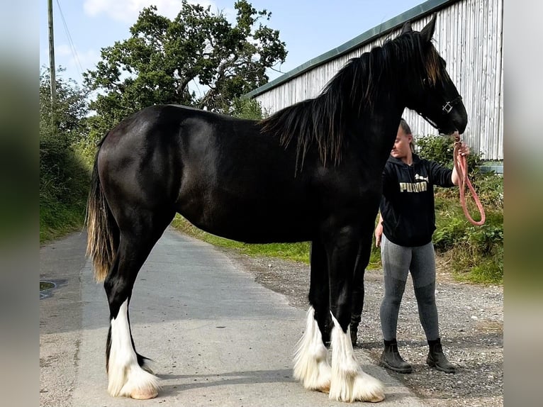 Shire / Shire Horse Giumenta 1 Anno in whitegate