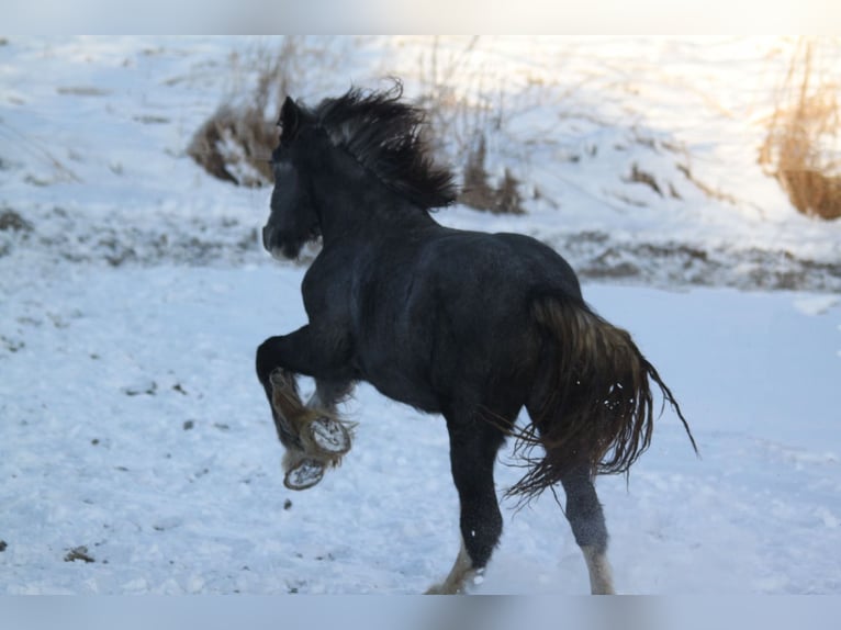 Shire / Shire Horse Giumenta 2 Anni 170 cm Può diventare grigio in Bad Füssing