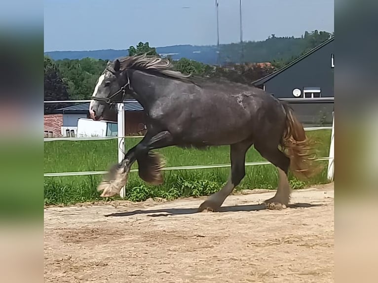 Shire / Shire Horse Giumenta 2 Anni 170 cm Può diventare grigio in Bad Füssing