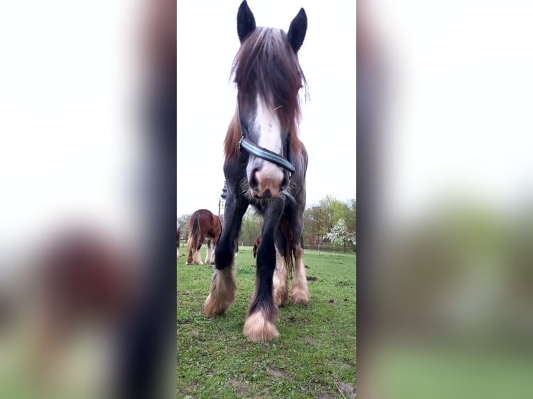 Shire / Shire Horse Giumenta 2 Anni 170 cm Può diventare grigio in Bad Füssing