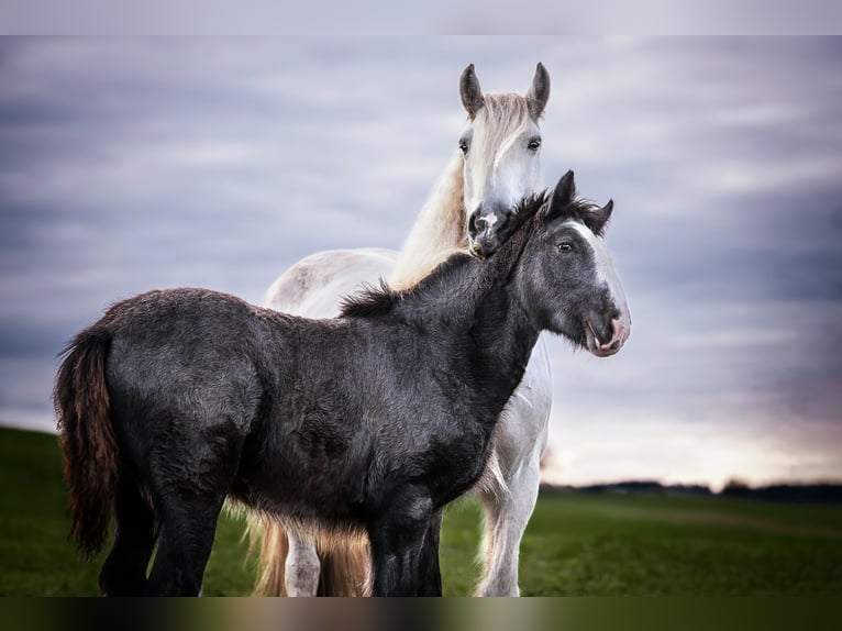 Shire / Shire Horse Giumenta 2 Anni 170 cm Può diventare grigio in Bad Füssing