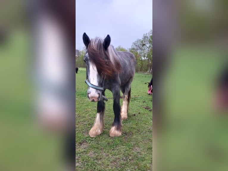 Shire / Shire Horse Giumenta 2 Anni 170 cm Può diventare grigio in Bad Füssing