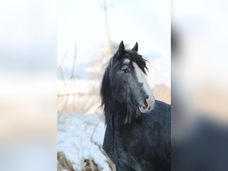 Shire / Shire Horse Giumenta 2 Anni 170 cm Può diventare grigio in Bad Füssing