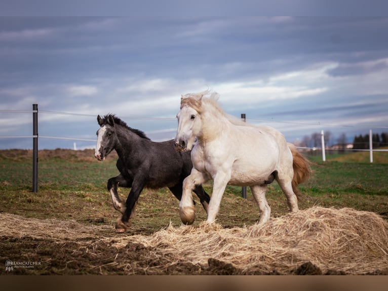 Shire / Shire Horse Giumenta 2 Anni 170 cm Può diventare grigio in Bad Füssing