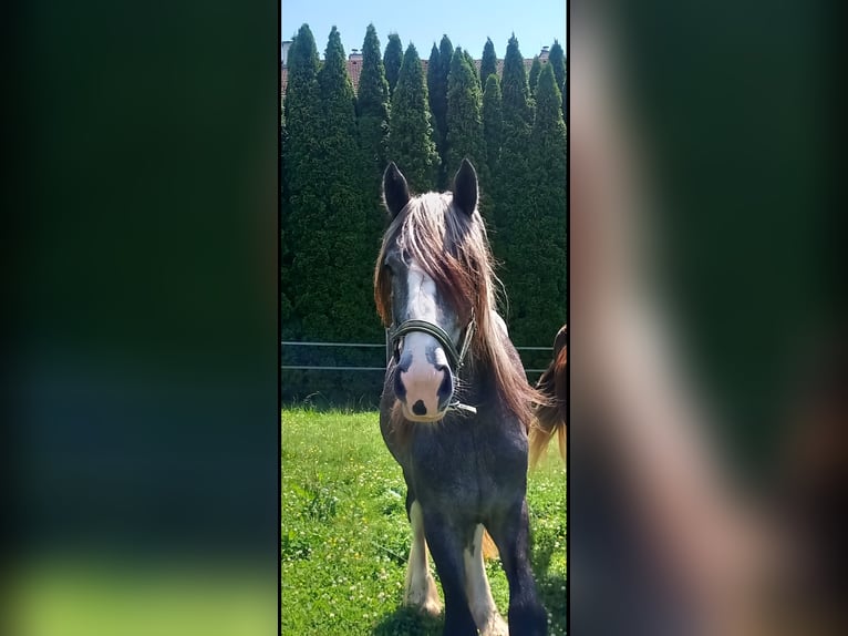 Shire / Shire Horse Giumenta 2 Anni 170 cm Può diventare grigio in Bad Füssing