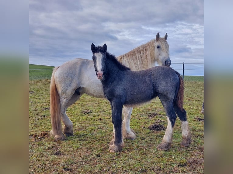 Shire / Shire Horse Giumenta 2 Anni 170 cm Può diventare grigio in Bad Füssing