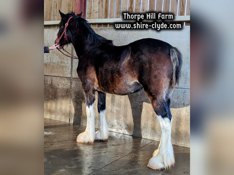 Shire / Shire Horse Giumenta 2 Anni 183 cm Baio scuro in york