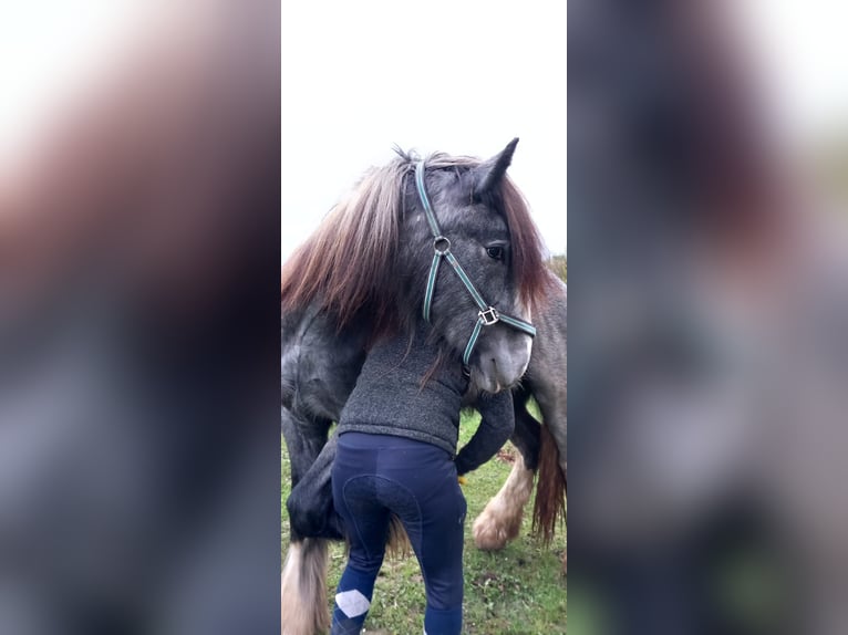 Shire / Shire Horse Giumenta 3 Anni 170 cm Può diventare grigio in Bad Füssing