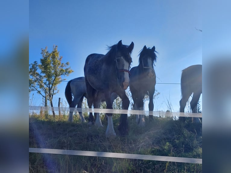 Shire / Shire Horse Giumenta 3 Anni 170 cm Può diventare grigio in Bad Füssing