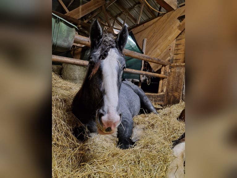 Shire / Shire Horse Giumenta 3 Anni 170 cm Può diventare grigio in Bad Füssing