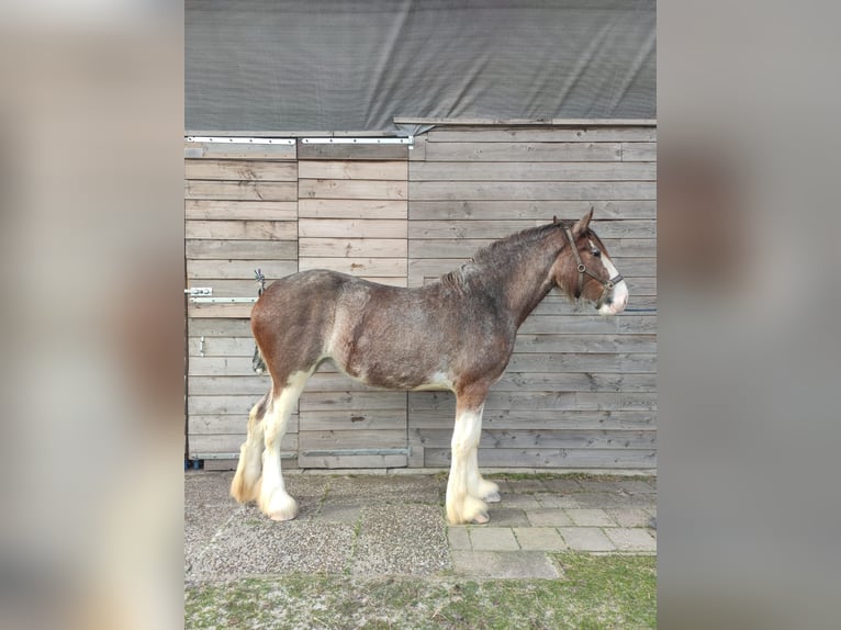 Shire / Shire Horse Giumenta 3 Anni 180 cm Baio roano in Gasselternijveenschemond