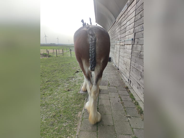 Shire / Shire Horse Giumenta 3 Anni 180 cm Baio roano in Gasselternijveenschemond