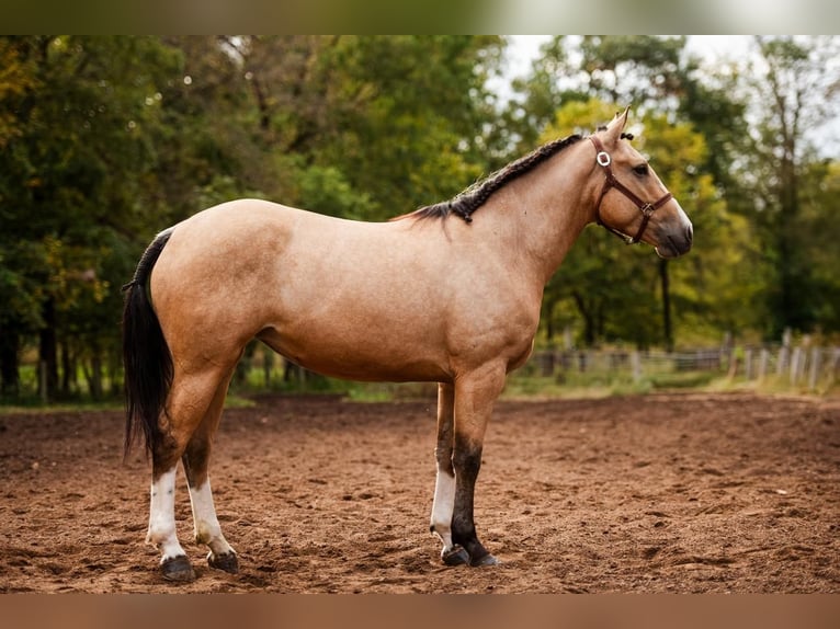 Shire / Shire Horse Mix Giumenta 4 Anni 157 cm Pelle di daino in Mount Vernon, MO