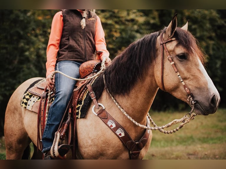 Shire / Shire Horse Mix Giumenta 4 Anni 157 cm Pelle di daino in Mount Vernon, MO