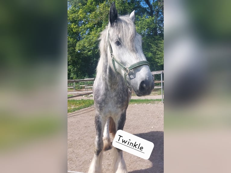 Shire / Shire Horse Giumenta 5 Anni 170 cm Grigio pezzato in Freilassing