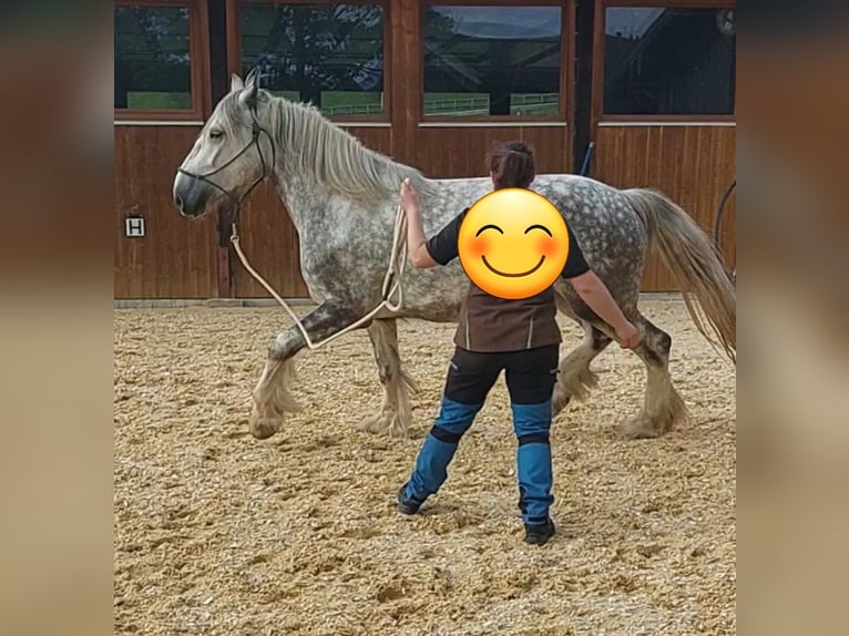 Shire / Shire Horse Giumenta 5 Anni 170 cm Grigio pezzato in Freilassing