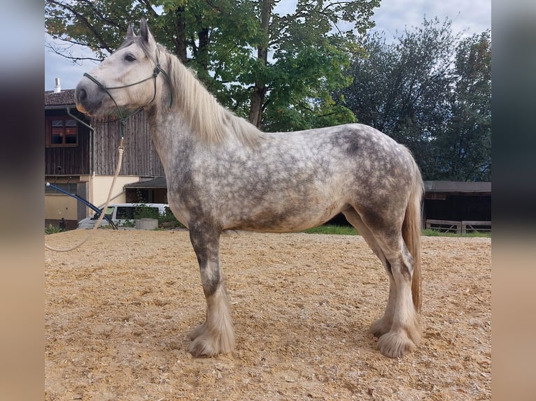 Shire / Shire Horse Giumenta 5 Anni 170 cm Grigio pezzato in Freilassing