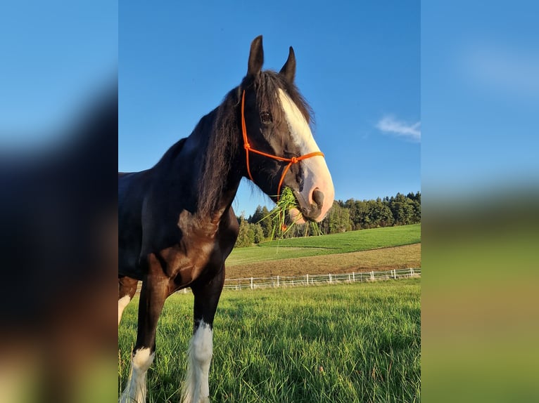 Shire / Shire Horse Giumenta 5 Anni 173 cm Baio in Bad Füssing