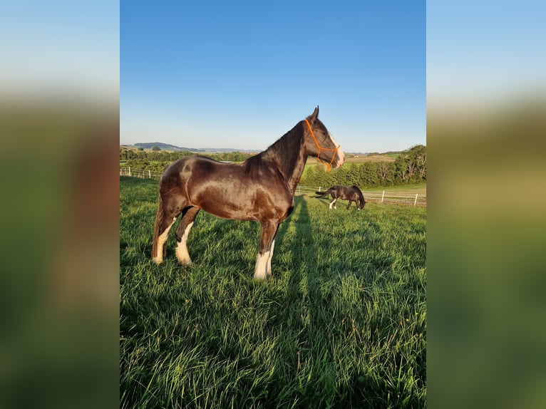 Shire / Shire Horse Giumenta 5 Anni 173 cm Baio in Bad Füssing