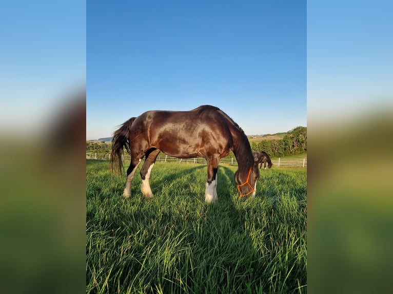 Shire / Shire Horse Giumenta 5 Anni 173 cm Baio in Bad Füssing