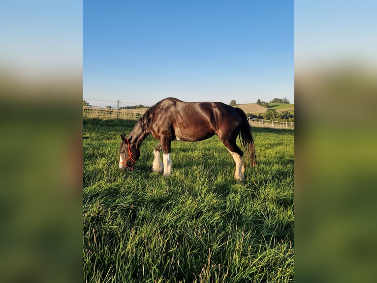 Shire / Shire Horse Giumenta 5 Anni 173 cm Baio in Bad Füssing