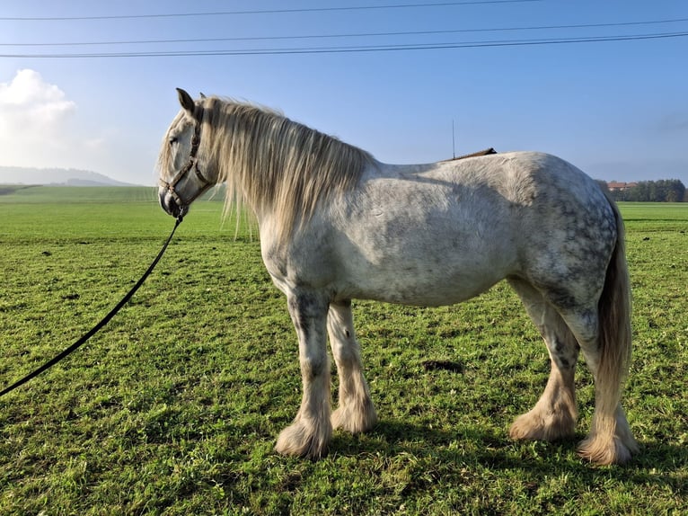 Shire / Shire Horse Giumenta 5 Anni 175 cm Grigio in Bad Füssing