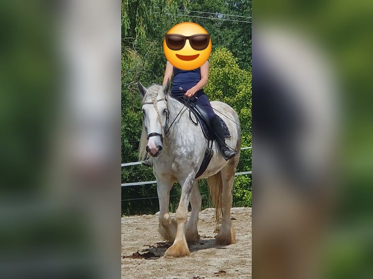 Shire / Shire Horse Giumenta 5 Anni 175 cm Grigio pezzato in Bayern