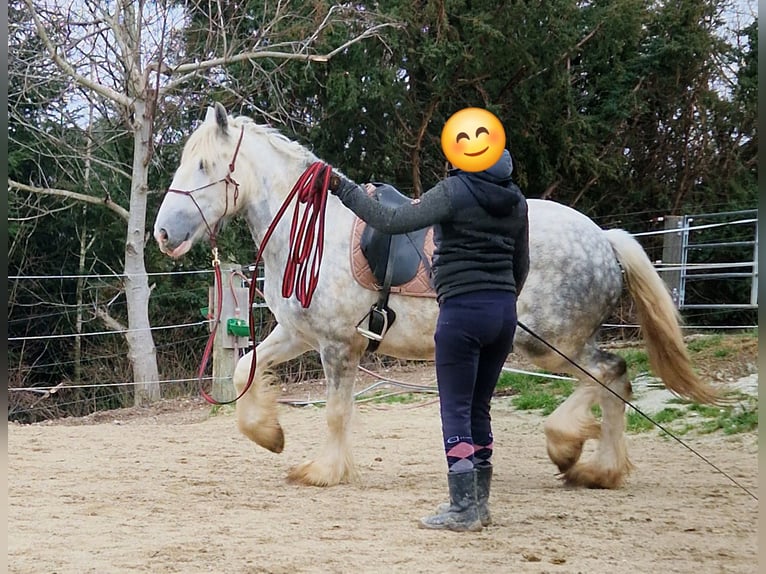 Shire / Shire Horse Giumenta 5 Anni 175 cm Grigio pezzato in Bayern