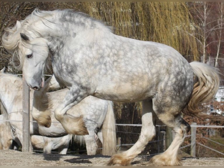 Shire / Shire Horse Giumenta 5 Anni 175 cm Grigio pezzato in Bayern