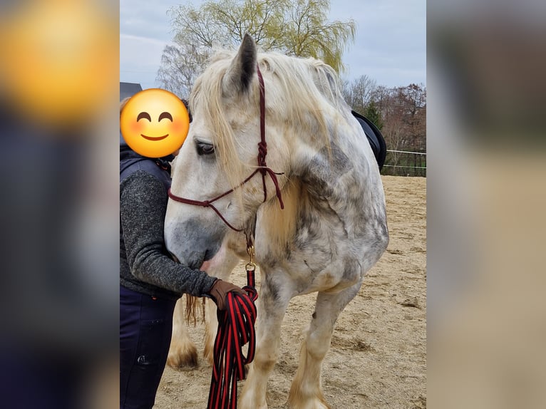 Shire / Shire Horse Giumenta 5 Anni 175 cm Grigio pezzato in Bayern