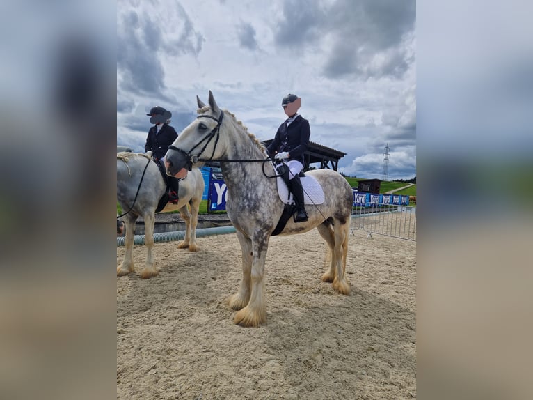 Shire / Shire Horse Giumenta 5 Anni 175 cm Grigio pezzato in Bayern