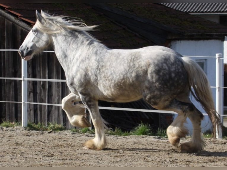 Shire / Shire Horse Giumenta 5 Anni 175 cm Grigio pezzato in Bayern