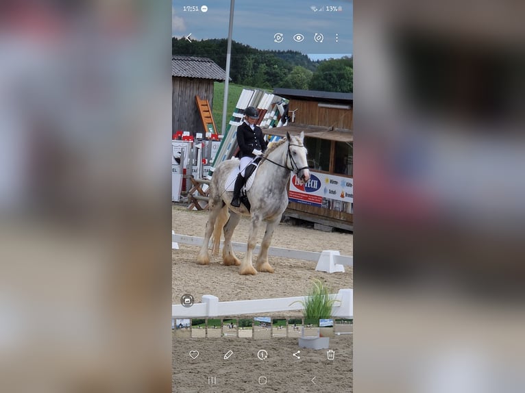 Shire / Shire Horse Giumenta 5 Anni 175 cm Grigio pezzato in Bayern