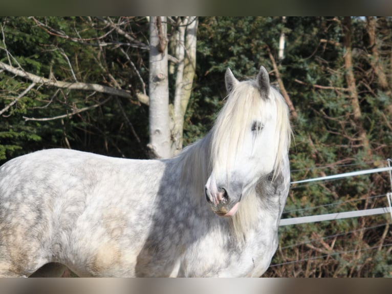 Shire / Shire Horse Giumenta 5 Anni 175 cm Grigio pezzato in Bayern