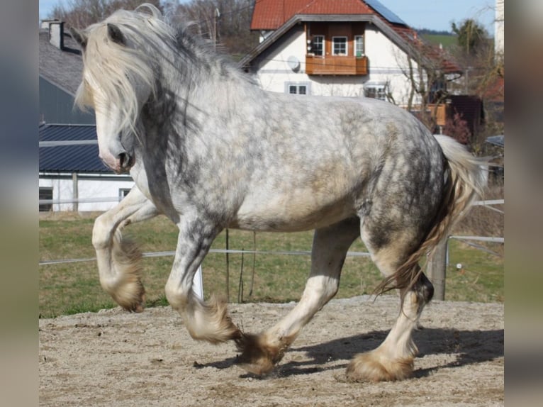 Shire / Shire Horse Giumenta 5 Anni 175 cm Grigio pezzato in Bayern