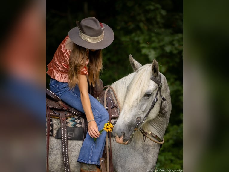 Shire / Shire Horse Giumenta 6 Anni 163 cm Grigio in Elkton, KY